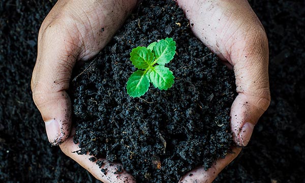 Soil with plant, high CEC content